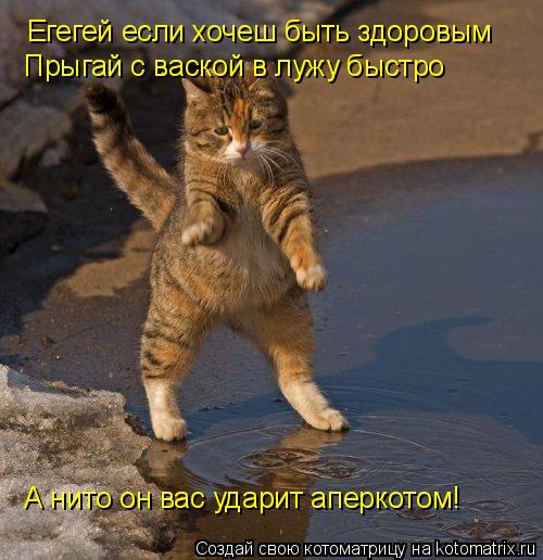 Котоматрица: Егегей если хочеш быть здоровым Прыгай с ваской в лужу быстро А нито он вас ударит аперкотом!