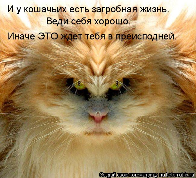 Котоматрица: И у кошачьих есть загробная жизнь. Веди себя хорошо. Иначе ЭТО ждет тебя в преисподней.