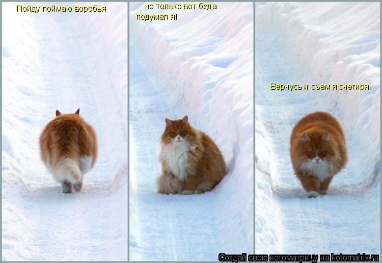 Котоматрица: Пойду поймаю воробья но только вот беда  подумал я! Вернусь и съем я снегиря!