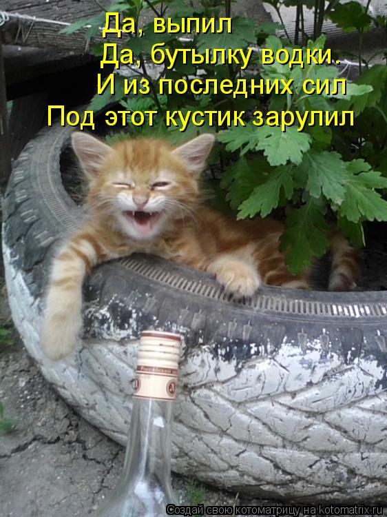 Котоматрица: Да, выпил Да, бутылку водки. И из последних сил Под этот кустик зарулил