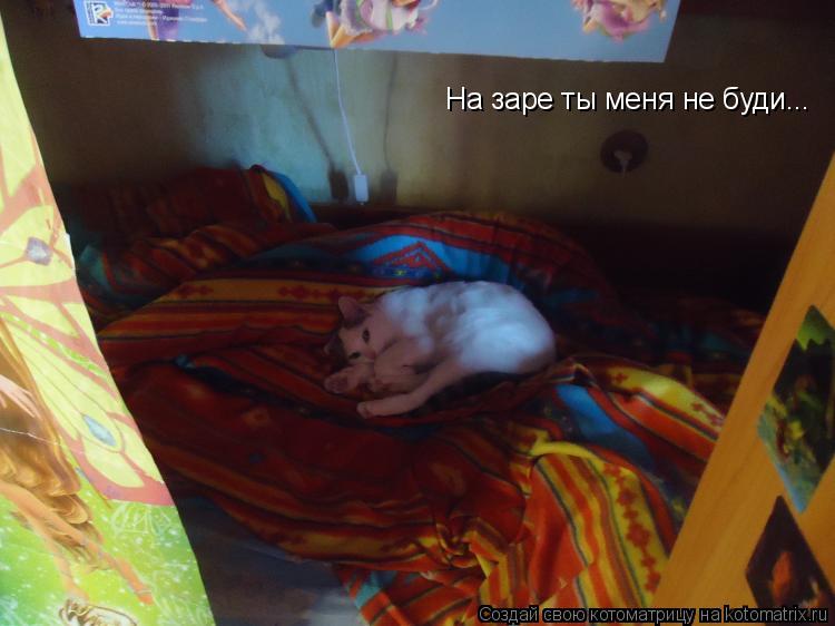Котоматрица: На заре ты меня не буди...