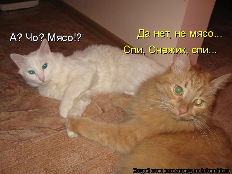 А? Чо? Мясо!? Да нет, не мясо... Спи, Снежик, спи...... Котоматрица: А? Чо? Мясо!? Да нет, не мясо... Спи, Снежик, спи...
