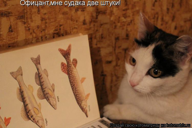 Котоматрица: Офицант,мне судака две штуки!