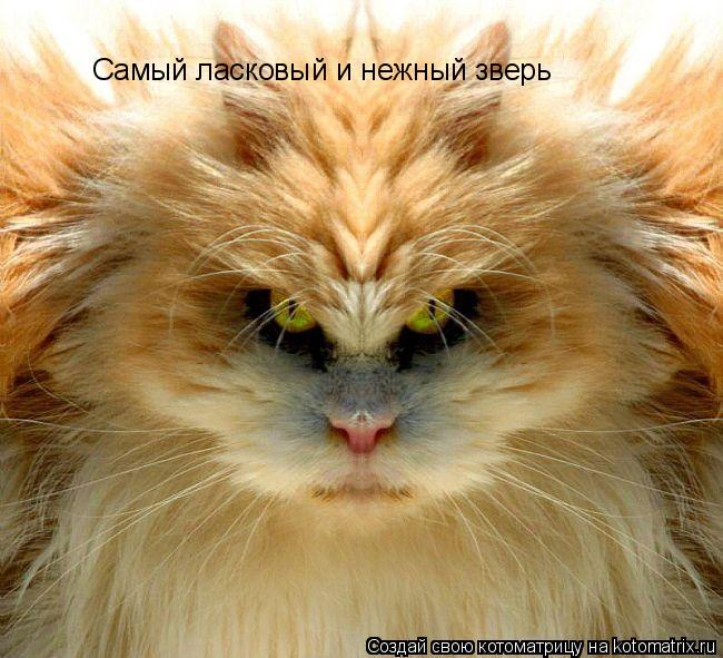 Котоматрица: Самый ласковый и нежный зверь