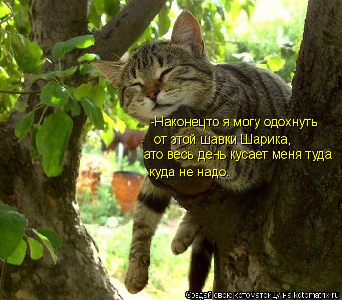 -Наконецто я могу одохнуть от этой шавки Шарика, ато весь день кусает меня туда куда не надо.... Котоматрица: -Наконецто я могу одохнуть от этой шавки Шарика, ато весь день кусает меня туда куда не надо.