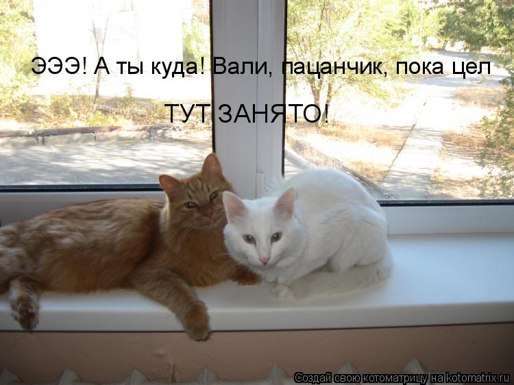 ЭЭЭ! А ты куда! Вали, пацанчик, пока цел ТУТ ЗАНЯТО!... Котоматрица: ЭЭЭ! А ты куда! Вали, пацанчик, пока цел ТУТ ЗАНЯТО!