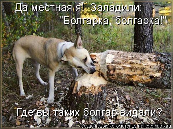 Да местная я! Заладили: "Болгарка, болгарка!" Где вы таких болгар видали?... Котоматрица: Да местная я! Заладили: "Болгарка, болгарка!" Где вы таких болгар видали?