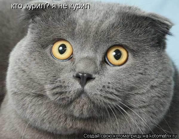 кто курил? я не курил... Котоматрица: кто курил? я не курил