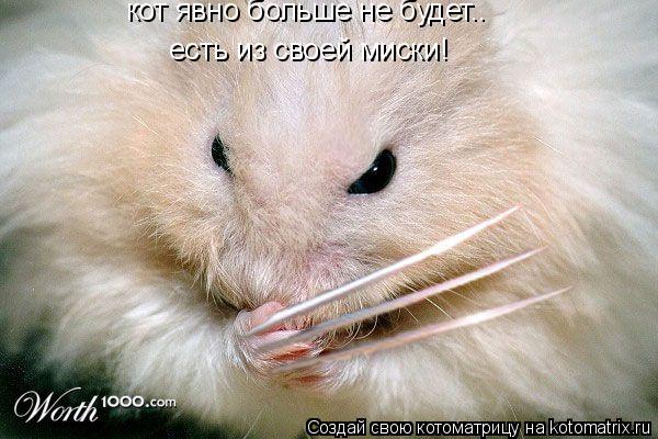 кот явно больше не будет.. есть из своей миски!... Котоматрица: кот явно больше не будет.. есть из своей миски!
