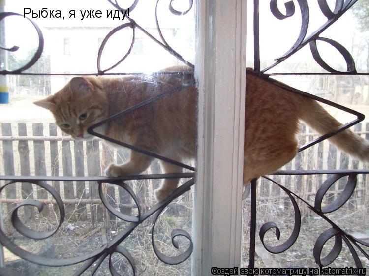Рыбка, я уже иду!... Котоматрица: Рыбка, я уже иду!