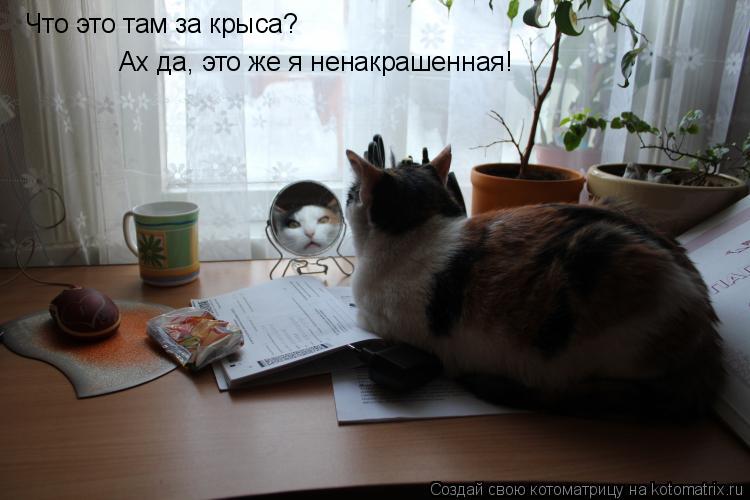 Что это там за крыса? Ах да, это же я ненакрашенная!... Котоматрица: Что это там за крыса? Ах да, это же я ненакрашенная!