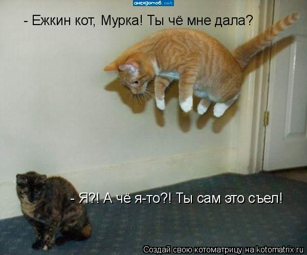 - Ежкин кот, Мурка! Ты чё мне дала? - Я?! А чё я-то?! Ты сам это съел!... Котоматрица: - Ежкин кот, Мурка! Ты чё мне дала? - Я?! А чё я-то?! Ты сам это съел!
