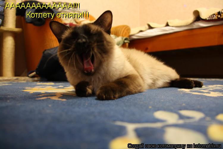 ААААААААААААА!!! Котлету отняли!!!... Котоматрица: ААААААААААААА!!! Котлету отняли!!!
