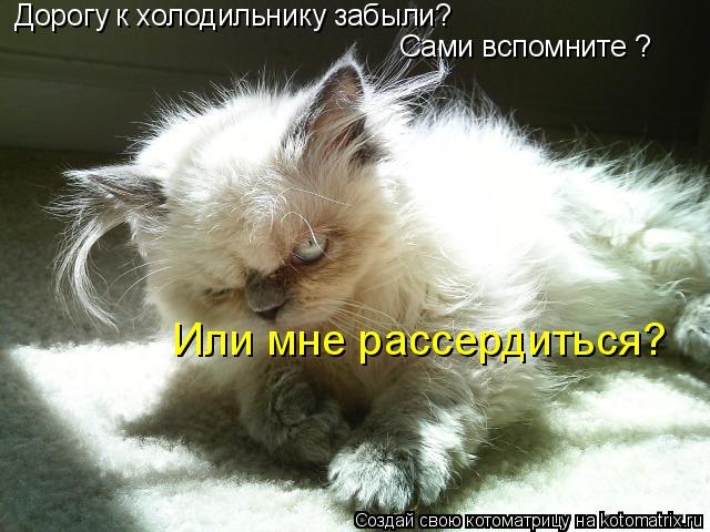 Дорогу к холодильнику забыли? Сами вспомните ? Или мне рассердиться?... Котоматрица: Дорогу к холодильнику забыли? Сами вспомните ? Или мне рассердиться?