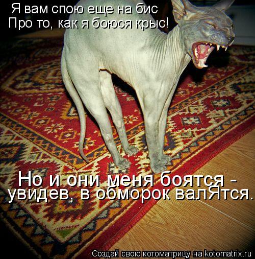 Я вам спою еще на бис Про то, как я боюся крыс! Но и они меня боятся - увидев, в обморок валЯтся...... Котоматрица: Я вам спою еще на бис Про то, как я боюся крыс! Но и они меня боятся - увидев, в обморок валЯтся...