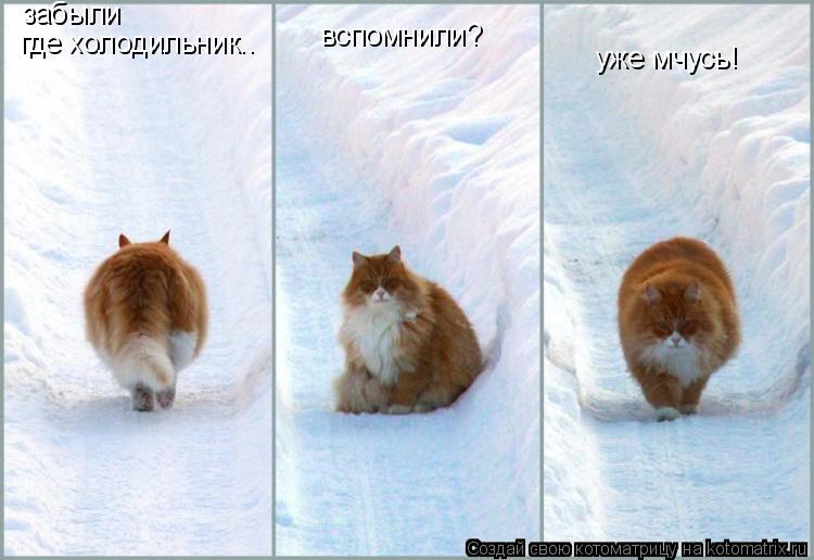 забыли забыли где холодильник.. вспомнили? уже мчусь!... Котоматрица: забыли забыли где холодильник.. вспомнили? уже мчусь!