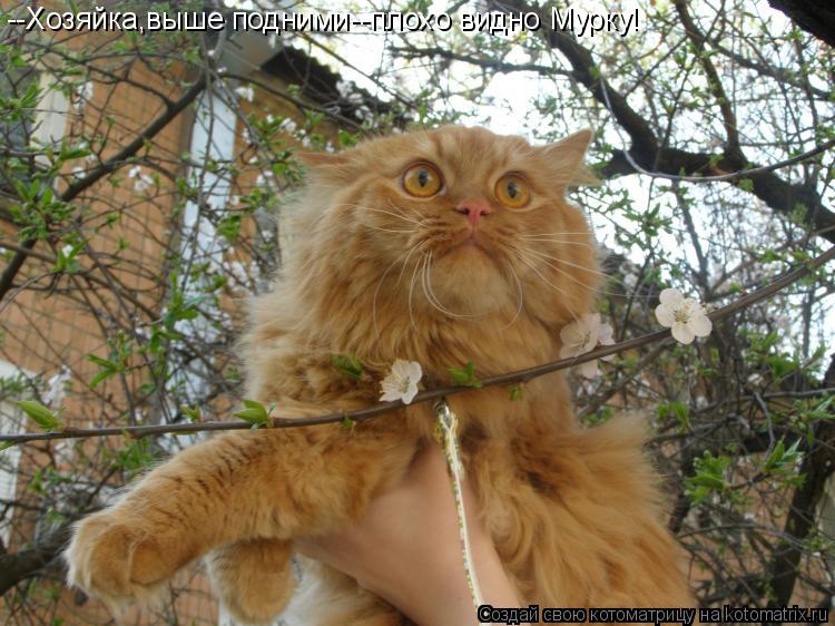 --Хозяйка,выше подними--плохо видно Мурку!... Котоматрица: --Хозяйка,выше подними--плохо видно Мурку!