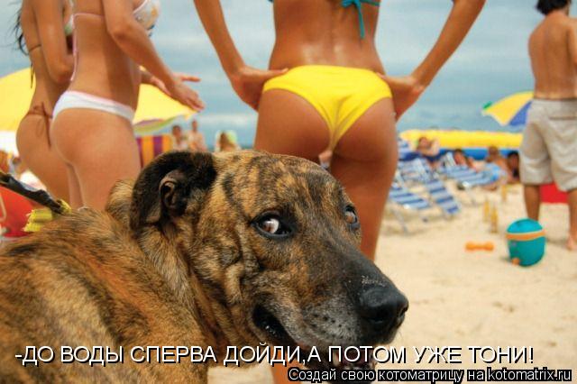 -ДО ВОДЫ СПЕРВА ДОЙДИ,А ПОТОМ УЖЕ ТОНИ!... Котоматрица: -ДО ВОДЫ СПЕРВА ДОЙДИ,А ПОТОМ УЖЕ ТОНИ!