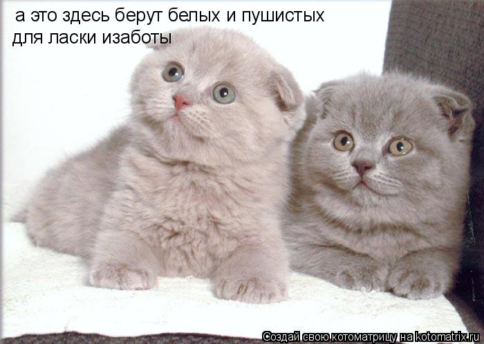 а это здесь берут белых и пушистых для ласки изаботы... Котоматрица: а это здесь берут белых и пушистых для ласки изаботы