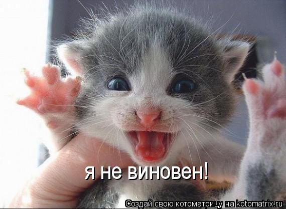 я не виновен!... Котоматрица: я не виновен!