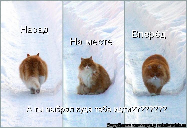 Назад На месте Вперёд А ты выбрал куда тебе идти????????... Котоматрица: Назад На месте Вперёд А ты выбрал куда тебе идти????????