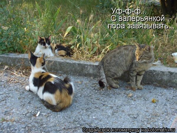 Уф-ф-ф... С валерьянкой пора завязывать...... Котоматрица: Уф-ф-ф... С валерьянкой пора завязывать...