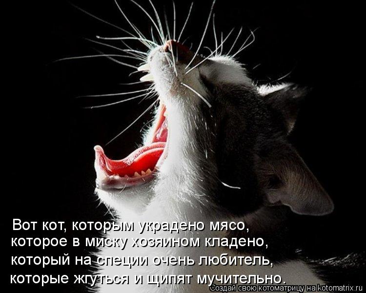 Вот кот, которым украдено мясо, которое в миску хозяином кладено, который на специи очень любитель, ... Котоматрица: Вот кот, которым украдено мясо, которое в миску хозяином кладено, который на специи очень любитель, которые жгуться и щипят мучительно.