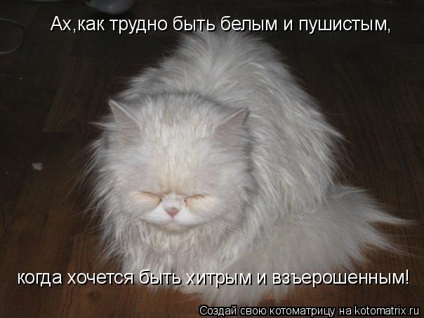 Ах,как трудно быть белым и пушистым, когда хочется быть хитрым и взъерошенным!... Котоматрица: Ах,как трудно быть белым и пушистым, когда хочется быть хитрым и взъерошенным!