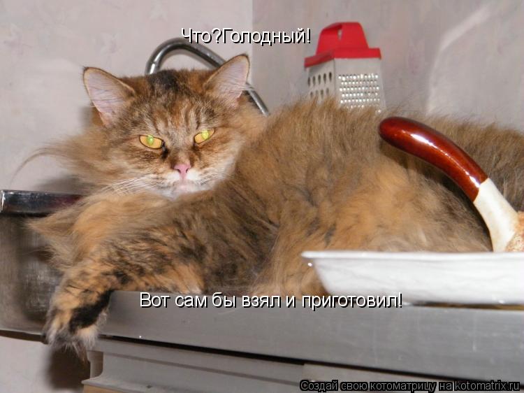 Что?Голодный! Вот сам бы взял и приготовил!... Котоматрица: Что?Голодный! Вот сам бы взял и приготовил!