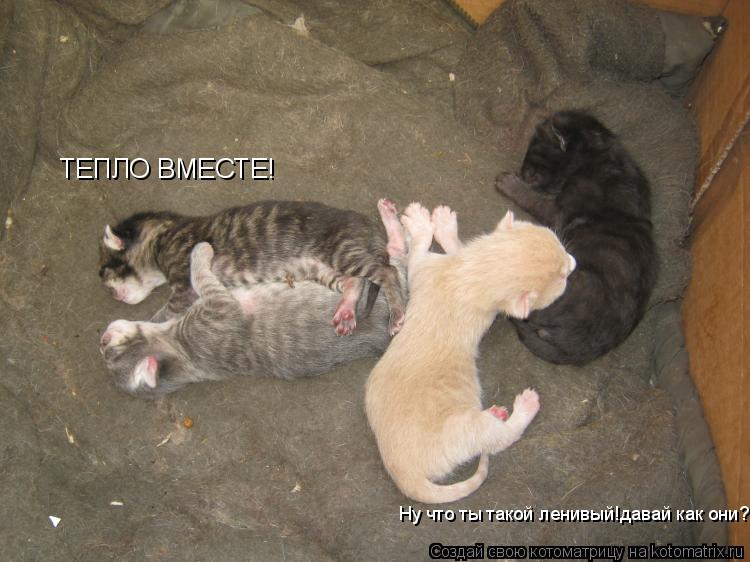 ТЕПЛО ВМЕСТЕ! Ну что ты такой ленивый!давай как они?... Котоматрица: ТЕПЛО ВМЕСТЕ! Ну что ты такой ленивый!давай как они?