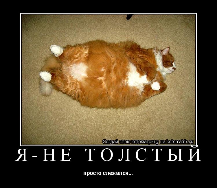 Я-не толстый просто слежался...... Котоматрица: Я-не толстый просто слежался...
