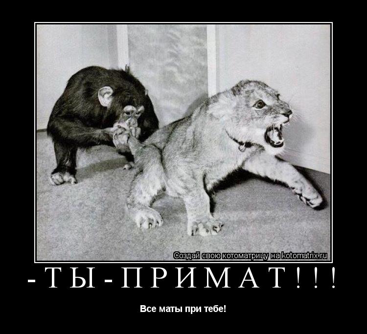 -Ты-Примат!!! Все маты при тебе!... Котоматрица: -Ты-Примат!!! Все маты при тебе!