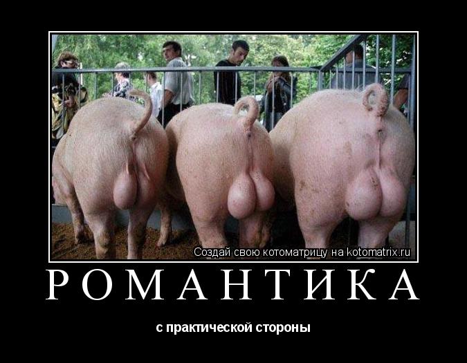 Романтика с практической стороны... Котоматрица: Романтика с практической стороны