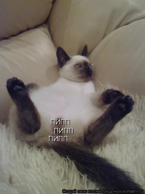 ПИПП ПИПП ПИПП... Котоматрица: ПИПП ПИПП ПИПП