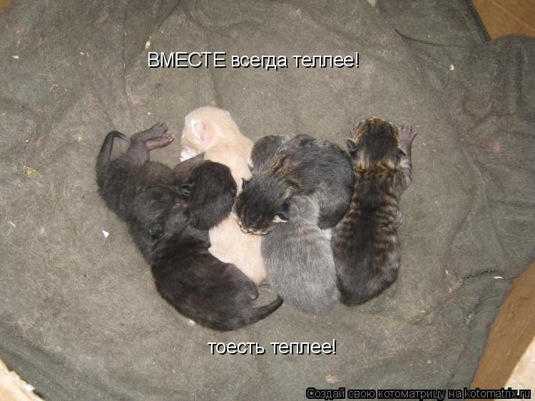 ВМЕСТЕ всегда теллее! тоесть теплее!... Котоматрица: ВМЕСТЕ всегда теллее! тоесть теплее!