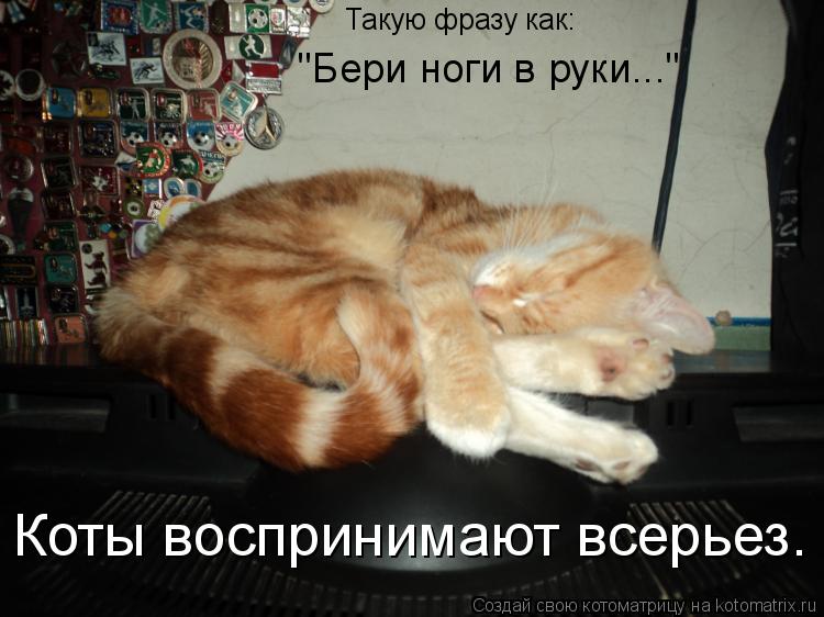 Такую фразу как: "Бери ноги в руки..." Коты воспринимают всерьез.... Котоматрица: Такую фразу как: "Бери ноги в руки..." Коты воспринимают всерьез.