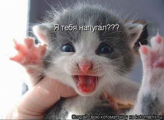 Я тебя напугал???... Котоматрица: Я тебя напугал???