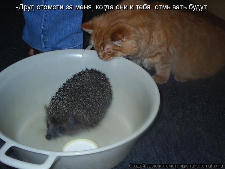 -Друг, отомсти за меня, когда они и тебя отмывать будут...... Котоматрица: -Друг, отомсти за меня, когда они и тебя отмывать будут...