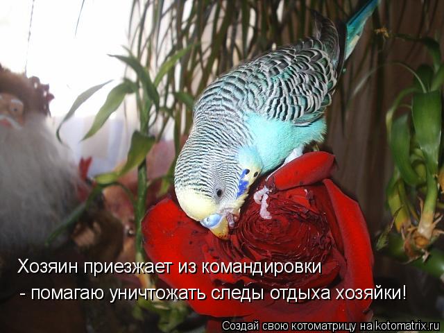 Хозяин приезжает из командировки - помагаю уничтожать следы отдыха хозяйки!... Котоматрица: Хозяин приезжает из командировки - помагаю уничтожать следы отдыха хозяйки!