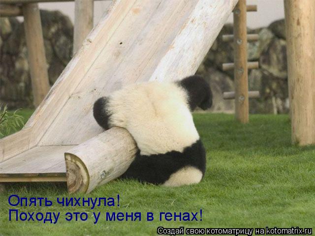 Котоматрица: Опять чихнула! Походу это у меня в генах!
