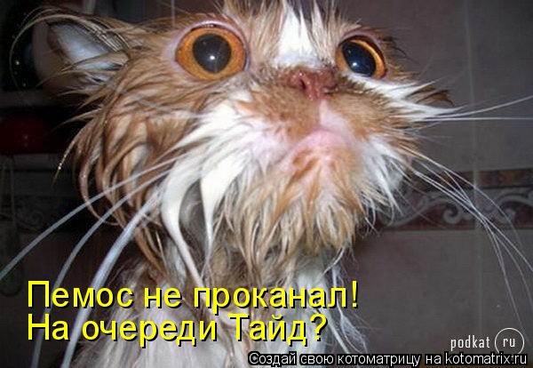 Котоматрица: Пемос не проканал! На очереди Тайд?
