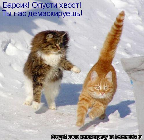 Котоматрица: Барсик! Опусти хвост! Ты нас демаскируешь!