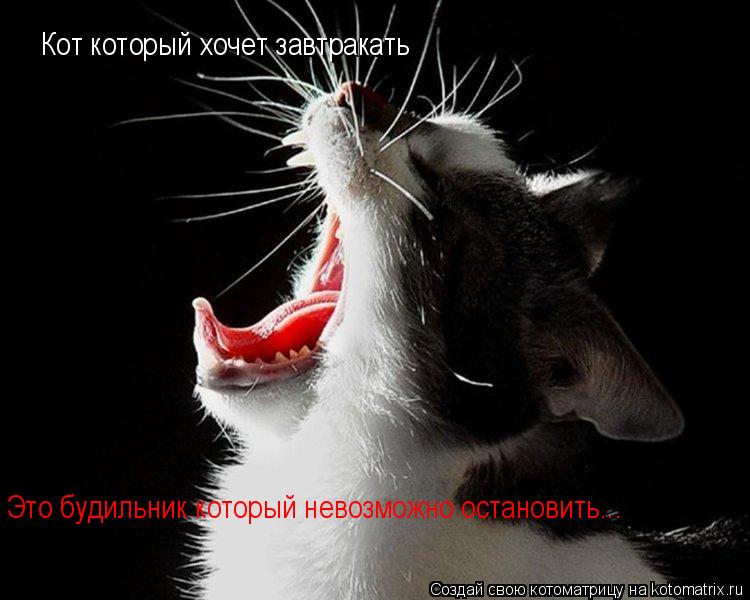 Котоматрица: Кот который хочет завтракать Это будильник который невозможно остановить...
