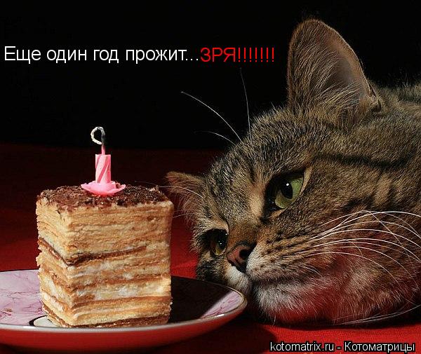 Котоматрица: Еще один год прожит... ЗРЯ!!!!!!! ЗРЯ!!!!!!!