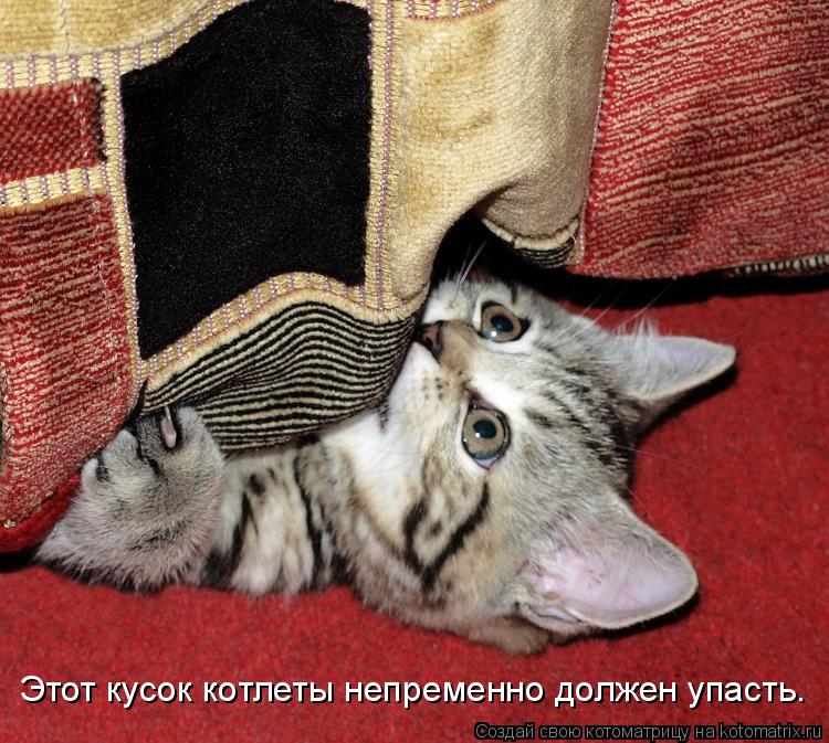 Котоматрица: Этот кусок котлеты непременно должен упасть.