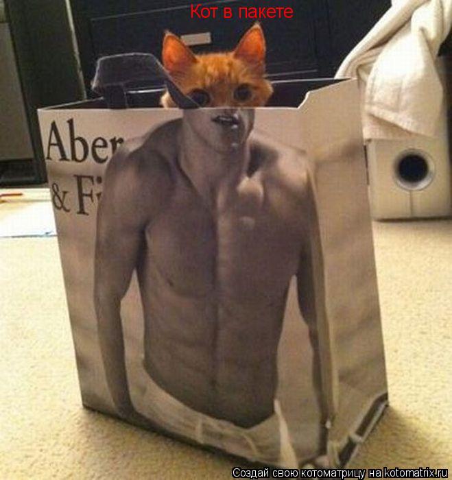 Кот в пакете... Котоматрица: Кот в пакете