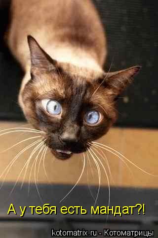 А у тебя есть мандат?!... Котоматрица: А у тебя есть мандат?!