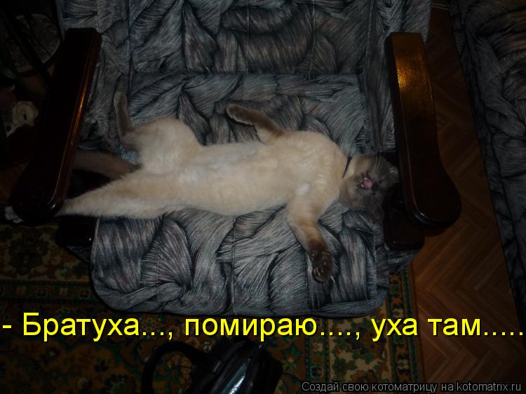 - Братуха..., помираю...., уха там........ Котоматрица: - Братуха..., помираю...., уха там.....