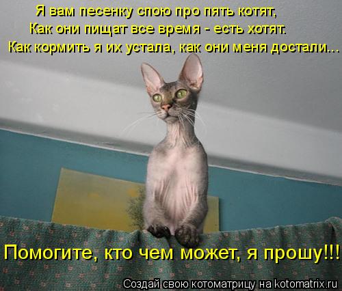 Как они пищат все время - есть хотят. Как кормить я их устала, как они меня достали... Я вам песенку ... Котоматрица: Как они пищат все время - есть хотят. Как кормить я их устала, как они меня достали... Я вам песенку спою про пять котят, Помогите, кто чем может
