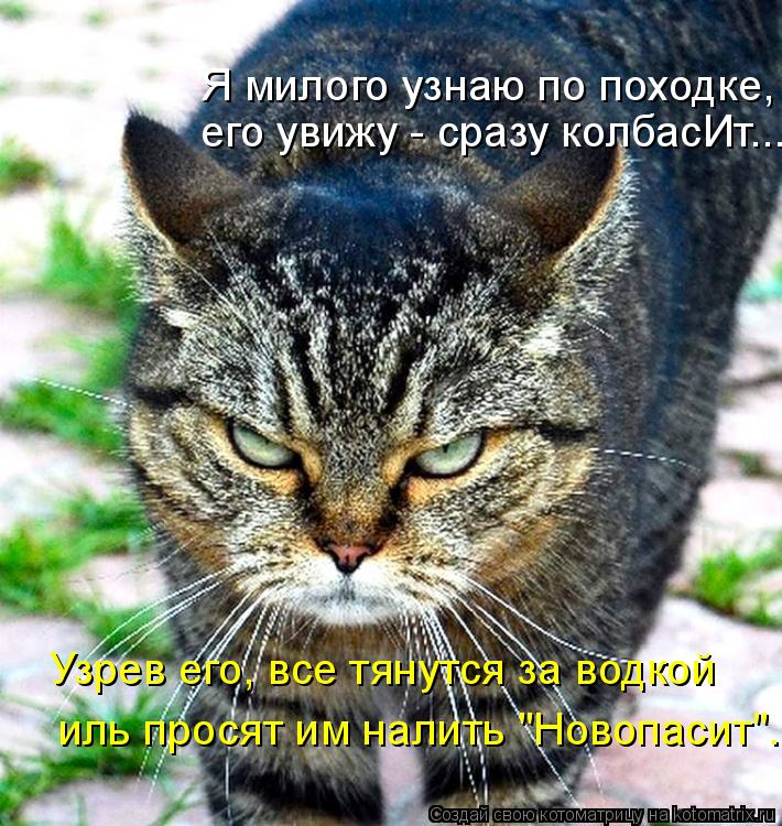 Я милого узнаю по походке, его увижу - сразу колбасИт... Узрев его, все тянутся за водкой иль просят... Котоматрица: Я милого узнаю по походке, его увижу - сразу колбасИт... Узрев его, все тянутся за водкой иль просят им налить "Новопасит"...